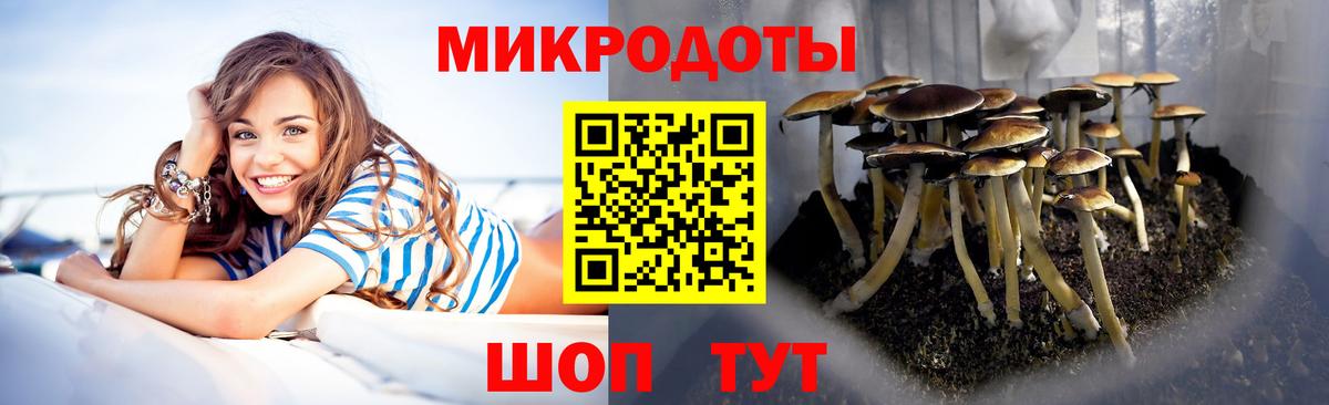 Псилоцибиновые грибы мицелий Киселёвск